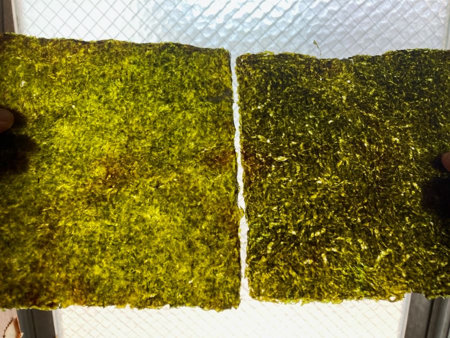 初摘み海苔の比較