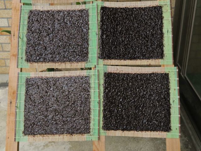 海苔簀に入れて乾燥させているところ