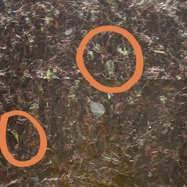 アオサが海苔に混入することはとても珍しいことで、全く採れない年もあるのだとか。<br>数字にすると海苔の全国生産量の約0.5％しか採れないそうです。<br>さらに、有明海で採れた初摘みとなると、かなり希少性の高い海苔となります。<br>まさに「幻の海苔」！
